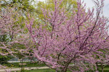 How spring looks like in Downtown, Toronto