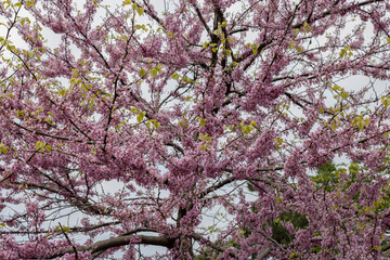 How spring looks like in Downtown, Toronto