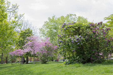 How spring looks like in Downtown, Toronto