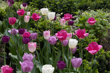 How spring looks like in Downtown, Toronto