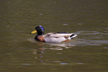 schwimmende Ente
