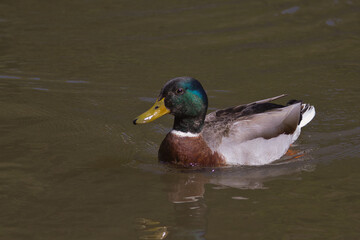 Ente auf dem Fluss