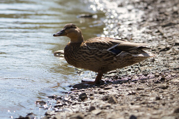 Ente am Ufer