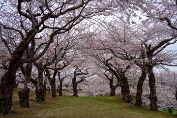 Fototapeta premium 五稜郭の桜
