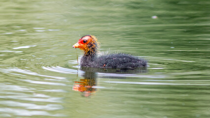 duck in water