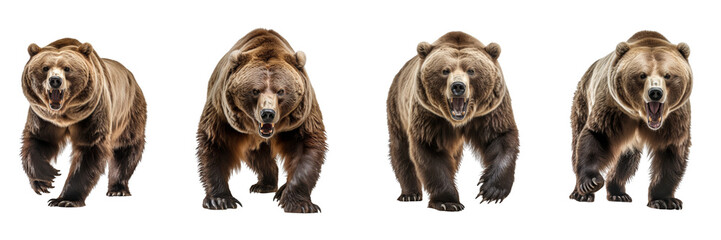 Obraz premium Set of A an angry big brown bear, full body, looking at the camera on a transparent background