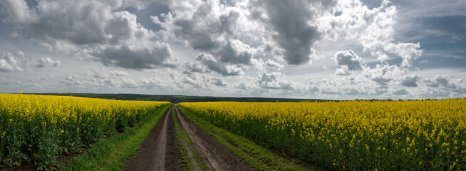 Agro-industrial fields.Spring fields of central Ukraine.Rapeseed flowering.Panorama of a vast...