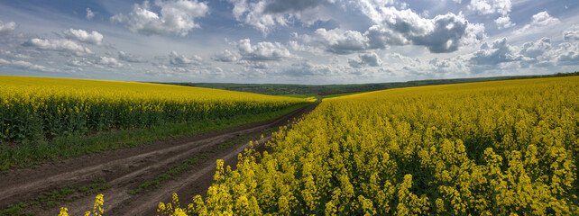 Field, dirt road.Spring fields of central Ukraine.Panorama of a vast rapeseed field. Endless fields.