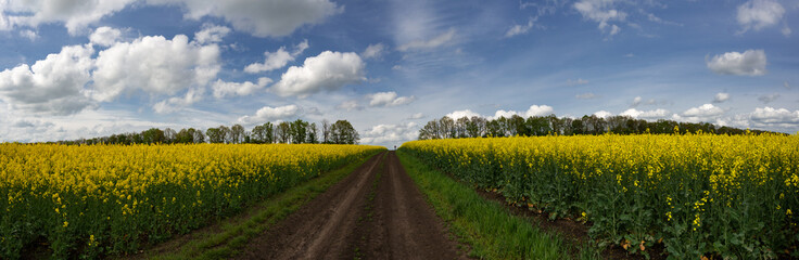 Agro-industrial fields.Spring fields of central Ukraine.Rapeseed flowering.Panorama of a vast rapeseed field.Hanging clouds along the fields.Hanging clouds along the fields.