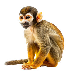 Obraz premium A squirrel monkey is seated in front of a plain white backdrop, a squirrel monkey isolated on transparent background