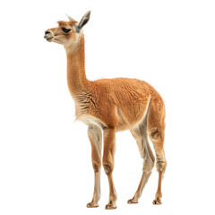 Naklejka premium A llama is standing in front of a Png background, a Beaver Isolated on a whitePNG Background