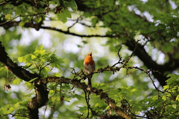 Rotkelchen (Erithacus rubecula)