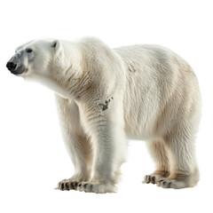 A polar bear stands prominently against a plain white backdrop, showcasing its majestic presence, a White Polar Bear Isolated on a whitePNG Background
