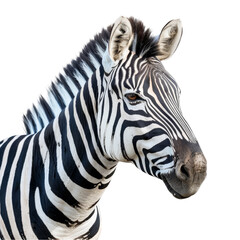 A zebra is positioned in front of a plain white backdrop, a Beaver Isolated on a whitePNG Background