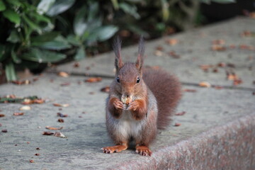 Eurasisches Eichhörnchen (Sciurus vulgaris) © MichaelDirk