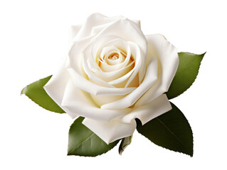 Single white rose isolated on transparent background
 - Powered by Adobe