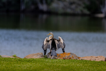 white heron ardea cinerea