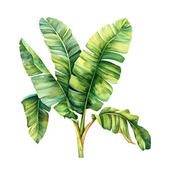 banana leaves vector illustration in watercolor style