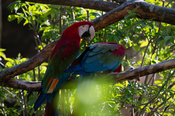 Dark red macaw parrot in Salzburg zoo Austria