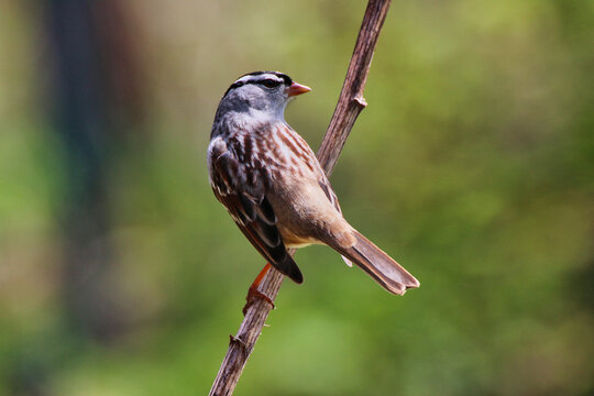 White crowned Sparrow perched on the branch of a tree in spring time,mid-may at the Fletcher Wildlife Garden within the Dominion Arboretum Gardens,Ottawa,Ontario,Canada