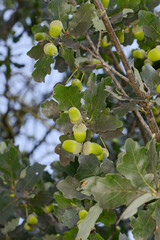 Eiche,  Stieleiche, Quercus robur L.,  Eicheln