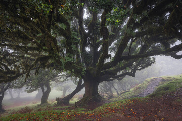 Bosque de fanal con nieblas al amanecer