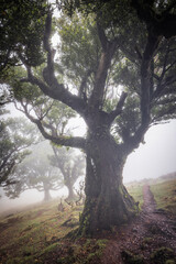 Bosque de fanal con nieblas al amanecer