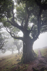Bosque de fanal con nieblas al amanecer