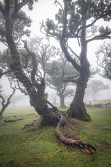 Bosque de fanal con nieblas al amanecer