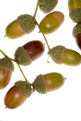 Eiche,  Stieleiche, Quercus robur L.,  reife Eicheln