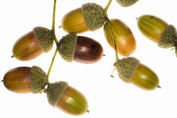 Eiche,  Stieleiche, Quercus robur L.,  reife Eicheln