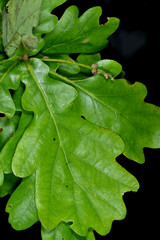 Eiche,  Stieleiche, Quercus robur L., Blatt, Blätter