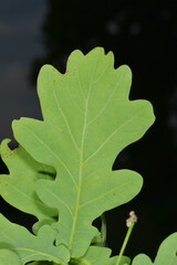 Eiche,  Stieleiche, Quercus robur L., Blatt, Blätter
