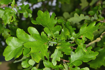 Eiche,  Stieleiche, Quercus robur L., Blatt, Blätter