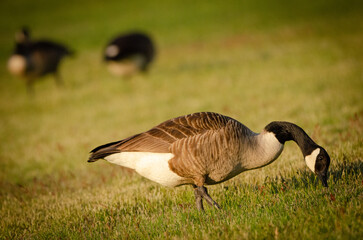 Canadian Goose