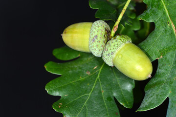 Eiche,  Stieleiche, Quercus robur L.,  Eicheln