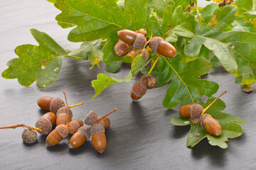 Eiche,  Stieleiche, Quercus robur L.,  reife Eicheln