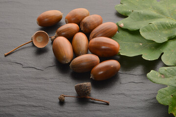 Eiche,  Stieleiche, Quercus robur L.,  reife Eicheln