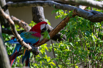 Dark red macaw parrot in Salzburg zoo Austria