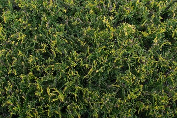 a background texture of green plants called juniperus 