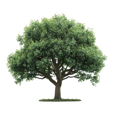 A large tree with outstretched branches and lush green leaves, set against a plain white backdrop, radishes isolated on white transparent background