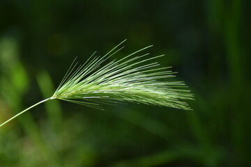 macro shot green plant flower