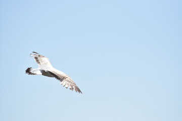 Obraz premium Seagull background flying in the sky