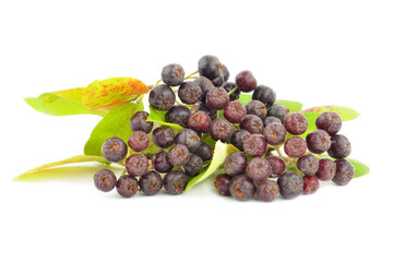 Black ashberry (Aronia melanocarpa) on white