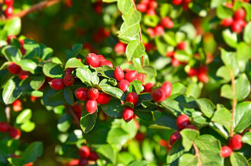 Japanese barberry (Berberis thunbergii)