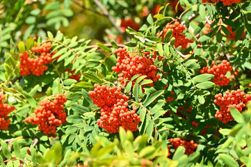 Rowan berries, Mountain ash (Sorbus)
