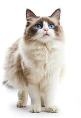 Fototapeta premium A cat with blue eyes standing on a white background.