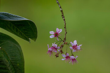 Wild Himalayan Cherry shallow depth tesashi (Pink prunus cerasoides) beautiful blooming prunus...