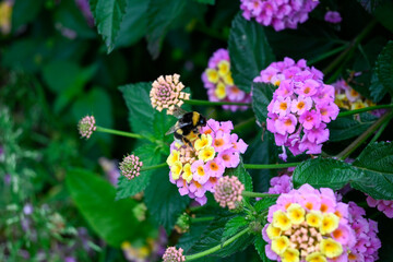 Nature's Harmony: Bee Collecting Pollen from Pink and Yellow Flower - A Captivating Moment in the Pollination Process