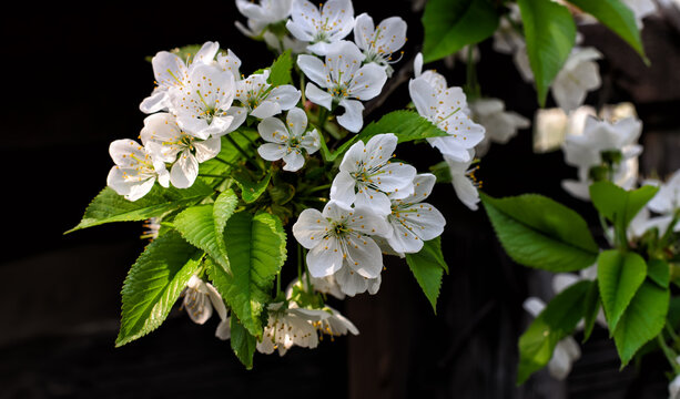 Lovely blooming cherry twig with young green leaves and white flowers, springtime, dark background, close-up
